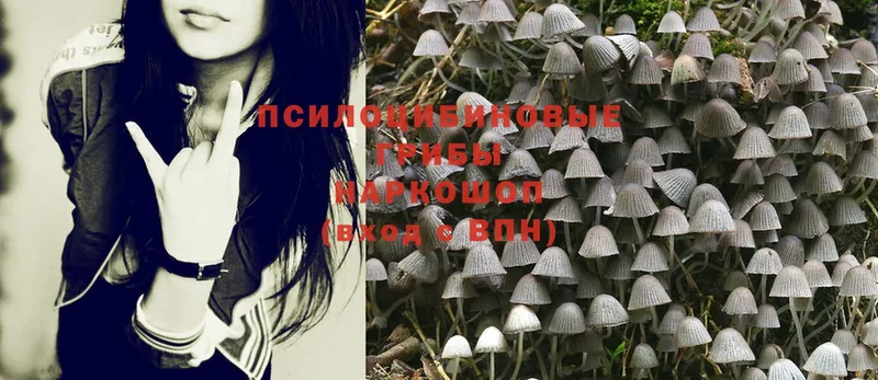 Псилоцибиновые грибы Psilocybe Томск